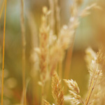 Have a Healthier Thanksgiving